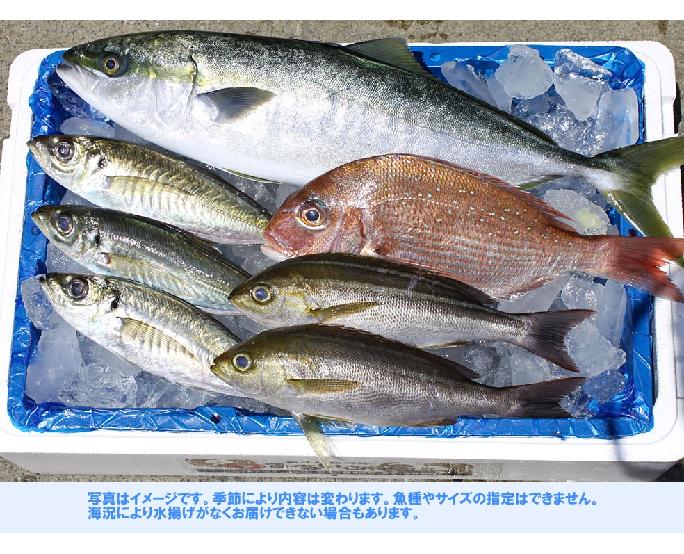 南房総 地魚約5kg出荷後翌々日お届送料込